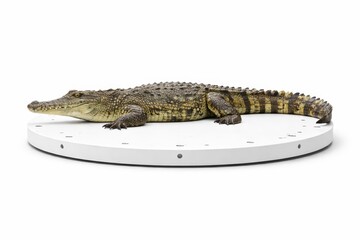 Fototapeta premium Crocodile on scanning turntable with tracking dots digital capture and museum archiving concept studio photo isolated on white