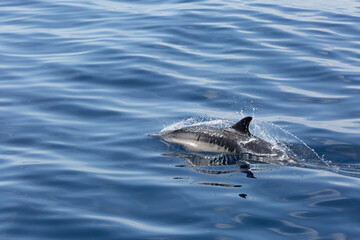 A view of some common dolphins surfacing out of the water.