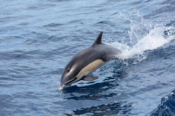 Fototapeta premium A view of a common dolphin jumping out of the water.