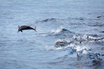 Obraz premium A view of some common dolphins jumping out of the water.