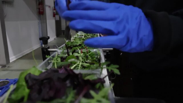 Confezionamento industriale di insalata pronta in stabilimento alimentare