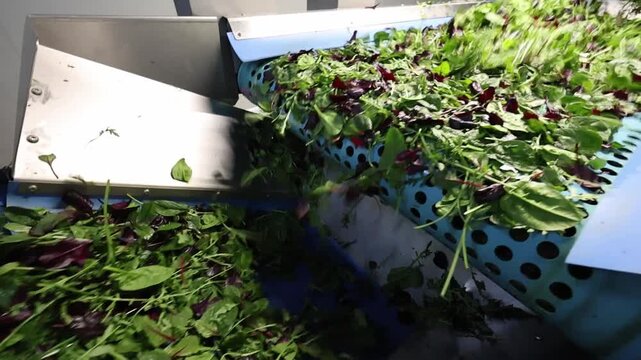 Confezionamento industriale di insalata pronta in stabilimento alimentare