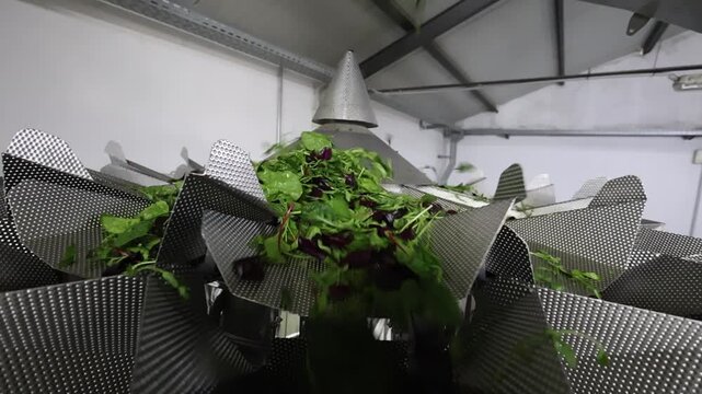 Confezionamento industriale di insalata pronta in stabilimento alimentare