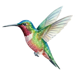 Fototapeta premium Watercolor Hummingbird Vector Illustration Isolated on White Background, Summer Tropical Bird Art 