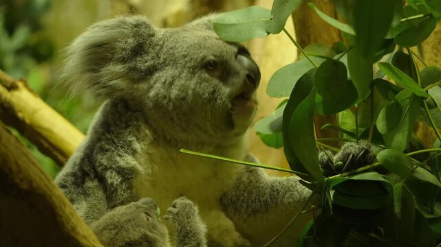 koala bear in tree