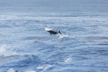 Naklejka premium A view of some common dolphins jumping out of the water.