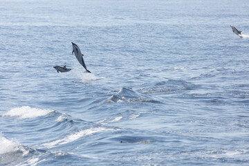 Fototapeta premium A view of some common dolphins jumping out of the water.