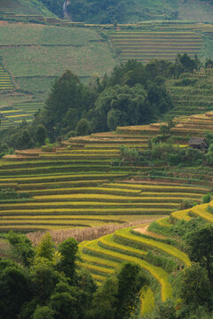 Aerial view of golden terraces cascade down the hillsides near Che Cu Nha, creating a tapestry of agriculture and nature's artistry, Mu Cang Chai, Yen Bai, Vietnam.
