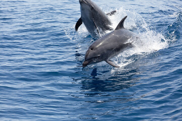 A view of some bottlenose dolphins jumping out of the water, 
