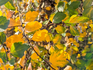 Obraz premium A close-up shot showcases the striking texture and vibrant colors of yellow green lemon plant leaves. The detailed view captures the natural patterns, bold red hues, and striking yellow stripes
