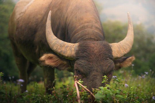 View of a water buffalo with prominent horns grazes on verdant foliage under soft light, its dark coat a contrast against the green, Sa Pa, Vietnam.