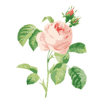 Vectorized cabbage rose flower sticker with white border design element