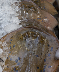 A group of stingrays are in a tank with ice