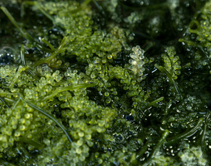 A bunch of green plants with small green balls on them