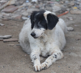 A dog is laying on the ground