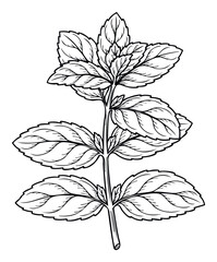 Obraz premium Simple outline drawing of a fresh mint plant branch with multiple aromatic leaves, perfect for food packaging, herbal product labels, or natural health advertisements.