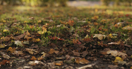 fallen autumn leaves on city alley on a sunny day