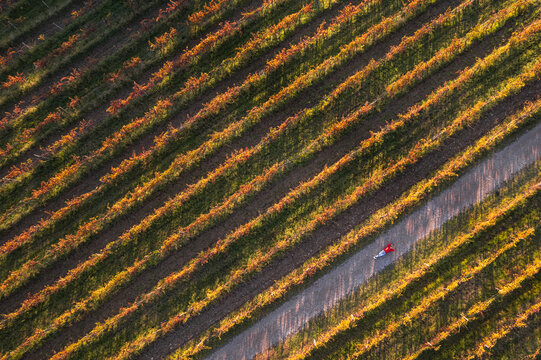 Aerial view of a person walking in the vineyard, the colorful foliage displaying a vibrant contrast against the earthy tones of the soil, Ankaran, Slovenia.