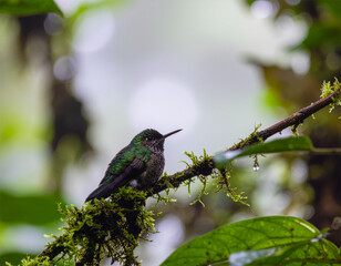 Obraz premium Misty Rainforest Morning: A hummingbird sitting quietly on a moss-covered branch in a dense, foggy rainforest. The light is soft, diffused, and moody. Water droplets hang from leaves.