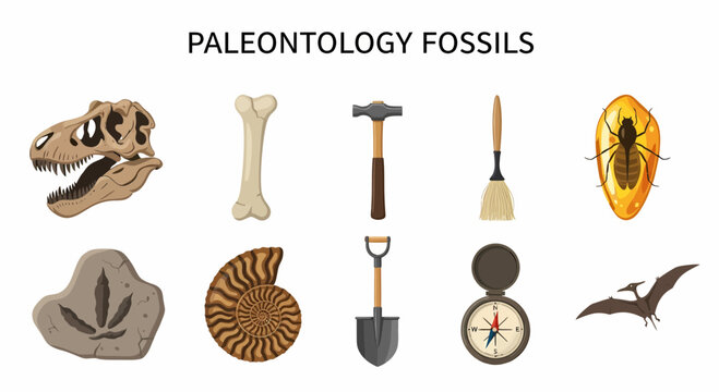 Paleontology fossils and tools illustrated dinosaur skull bone hammer brush amber insect track ammonite shovel compass pterosaur