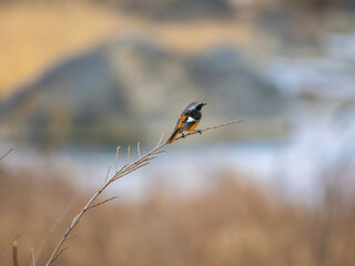 細い枝に止まるジョウビタキのオス