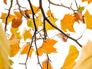 Fototapeta premium Some birch branch with bright autumn yellow leaves isolated on white background. Perfect for creating autumn compositions, frames, backgrounds or for use in designs related to nature, seasons, autumn.