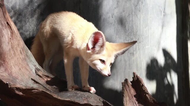 Cute fennec fox standing on a wooden log.