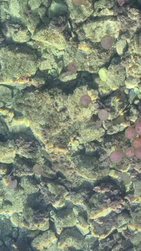 Pink jellyfish in shallow cristal clear waters near the shore in South of France. Pink jellyfish invasion in the Mediterranean sea.  Pelagia noctiluca