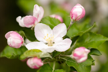 Fototapeta premium Soft focus apple blossom in garden natural floral background with copy space