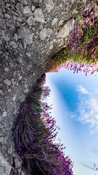 Lavender field nature creative 360 degree tiny planet effect transitioning to a beautiful blooming landscape under a clear blue sky