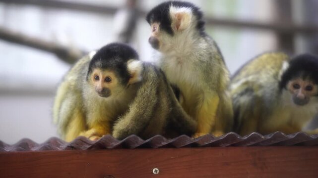 Cute Squirrel Monkeys bunched up together to keep warm