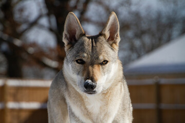 Czechoslovakian Vlciak dog closeup of face  with snow on nose. Dogs name is Ceres Ari Direwolf. Direwolf Pack; breeder