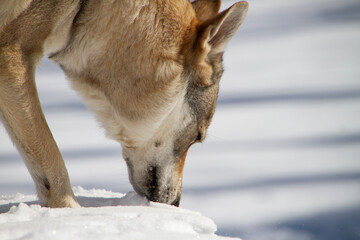 Czechoslovakian Vlciak dog sniffing or smelling the snow. Dog name is Ceres Ari Direwolf. Direwolf Pack; breeder
