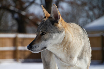 Czechoslovakian Vlciak dog closeup of face in profile in a snowy yard. Dog name is Ceres Ari Direwolf. Direwolf Pack; breeder