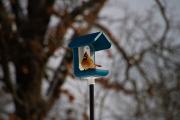 Female Northern Cardinal in a blue and white bird feeder