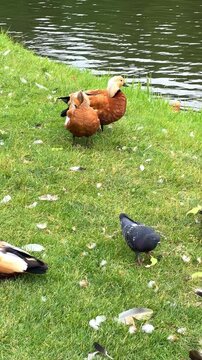 Ducks live on the territory of the Tsaritsyno Museum-Reserve, on the Lower and Middle Tsaritsyno Ponds. Orange ducks, ogary, live in the pond under the Eastern Arch Bridge. 4K