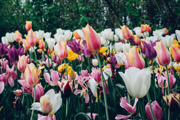 Colorful field of tulips in bloom. Natural background.