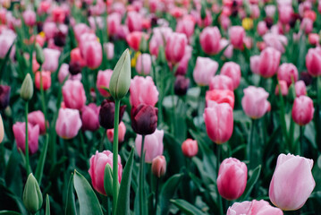 Beautiful meadow with colorful tulip flowers in full bloom, close-up view. Spring floral texture for background.