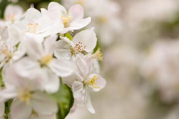 Fototapeta premium Delicate apple blossoms on branch with green bokeh background and copy space