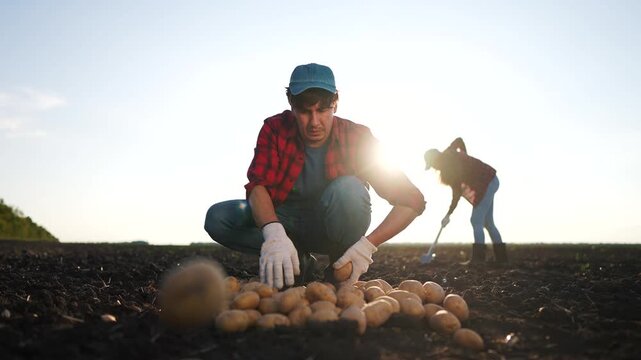 Agriculture. farmers working in potato field. female autumn agribusiness concept. a man sorting potatoes in a field. a man is working on lifestyle sorting potatoes in a field.