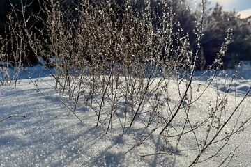 Frost-covered shrubs casting long shadows on fresh snow in winter sunlight, creating a calm natural scene with sparkling ice crystals and quiet seasonal atmosphere.
