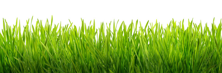 Obraz premium Fresh green grass isolated on a white background, symbolizing nature, growth, and renewal.