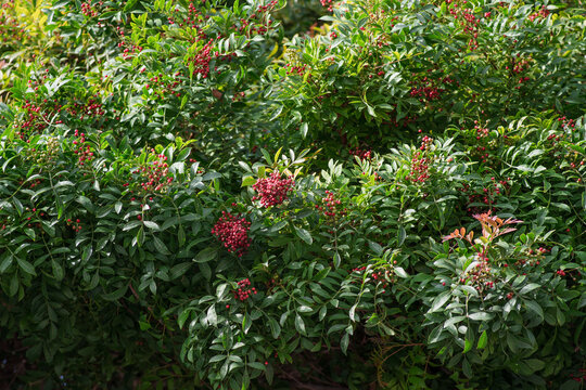 Fresh pink peppercorns on peruvian pepper tree branch.