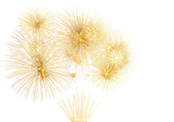 Obraz premium Dandelion seeds floating in the air isolated on transparent background