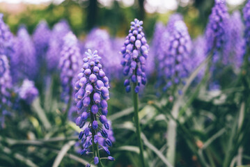 Beautiful purple muscari flowers in full bloom in the meadow, close-up view. Floral springtime texture for background.