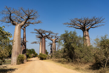 baobab avenue in Madagascar during day time