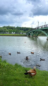 Ducks live on the territory of the Tsaritsyno Museum-Reserve, on the Lower and Middle Tsaritsyno Ponds. Orange ducks, ogary, live in the pond under the Eastern Arch Bridge. 4K