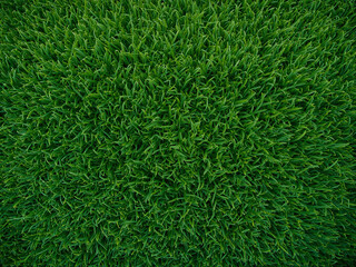 Vibrant Green Grass Field Perfect for Sports or Nature Backgrounds