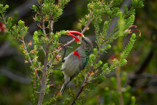 Colorful southern double collared sunbird resting on a thin branch surrounded by lush green leaves. The bird displays iridescent green head plumage and a vivid red chest band, creating strong contrast