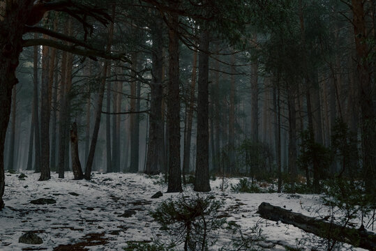 El bosque de pinos nevado